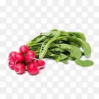 红萝卜特种蔬菜-空若网 红萝卜特种蔬菜-空若网