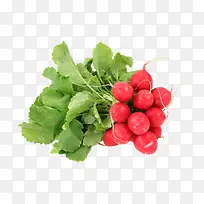 Êß²ËÖ®ºìÂܲ·-¿ÕÈôÍø Êß²ËÖ®ºìÂܲ·-¿ÕÈôÍø