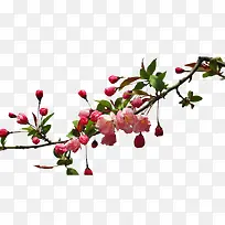 海棠树枝矢量素材-空若网 海棠树枝矢量素材-空若网