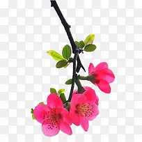 粉色海棠树枝-空若网 粉色海棠树枝-空若网