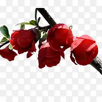 ������֦�ز�-������