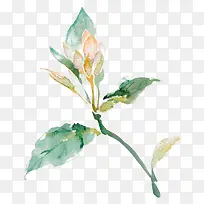 彩绘植物-空若网 彩绘植物-空若网