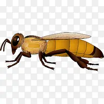 黄色蜜蜂侧面矢量素材-空若网 黄色蜜蜂侧面矢量素材-空若网
