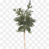 ��ľԪ���ز�-������