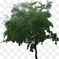 ��ľԪ���ز�-������