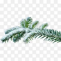 Ñ©ÂäÔÚÊ÷Ö¦ÉÏͼƬ-¿ÕÈôÍø Ñ©ÂäÔÚÊ÷Ö¦ÉÏͼƬ-¿ÕÈôÍø