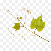 ��֮��-������