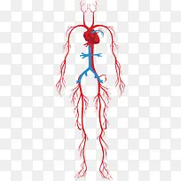人体系统的颈动脉-空若网 人体系统的颈动脉-空若网