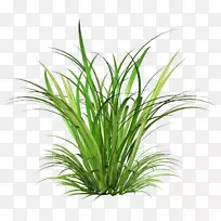 香蒲马提尼绿色童话草-空若网 香蒲马提尼绿色童话草-空若网
