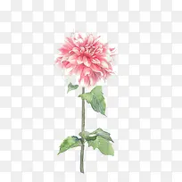 手绘大丽花-空若网 手绘大丽花-空若网