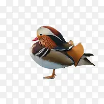 鸳鸯动物-空若网 鸳鸯动物-空若网