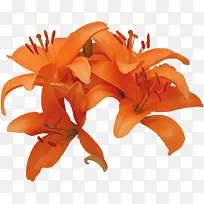 摄影橙黄色花朵设计效果-空若网 摄影橙黄色花朵设计效果-空若网