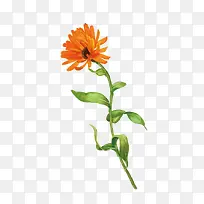 矢量花朵-空若网 矢量花朵-空若网