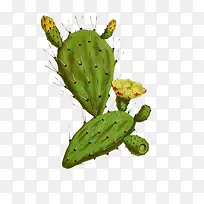 手绘开花的仙人掌-空若网 手绘开花的仙人掌-空若网