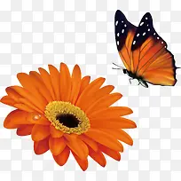 鲜花和蝴蝶-空若网 鲜花和蝴蝶-空若网