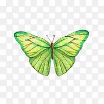 新颖绿色蝴蝶翅膀手绘艺术图-空若网 新颖绿色蝴蝶翅膀手绘艺术图-空若网