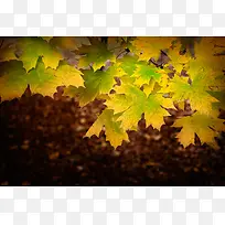 ������Ҷ����-������