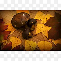 Ģ������Ҷľ�屳��-������