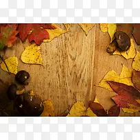 ľ�屳������ҶĢ��-������