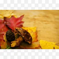 Ģ������Ҷ����-������