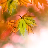 梦幻枫叶背景-空若网 梦幻枫叶背景-空若网