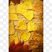 ľ���ϵ���Ҷ����-������