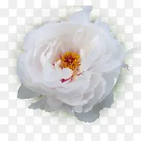 白色牡丹-空若网 白色牡丹-空若网