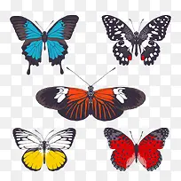 5只蝴蝶-空若网 5只蝴蝶-空若网