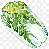 手绘水彩白菜-空若网 手绘水彩白菜-空若网