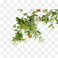 石榴树植物图片-空若网 石榴树植物图片-空若网