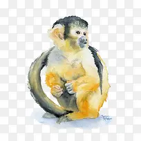 可爱的金丝猴-空若网 可爱的金丝猴-空若网