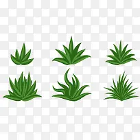 不同形态的绿色草-空若网 不同形态的绿色草-空若网