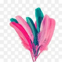 彩色 鸡毛-空若网 彩色 鸡毛-空若网