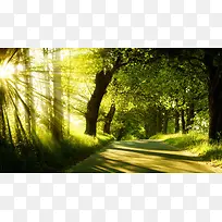 高清创意户外摄影阳光森林-空若网 高清创意户外摄影阳光森林-空若网