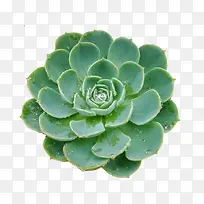 玉蝶花png免抠-空若网 玉蝶花png免抠-空若网