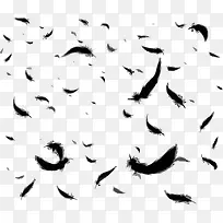 黑色羽毛-空若网 黑色羽毛-空若网