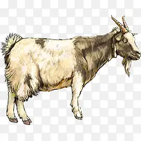 可爱的小山羊-空若网 可爱的小山羊-空若网