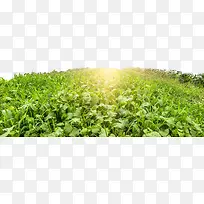 �����߲���ֲ��԰-������