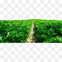 菜园蔬菜大棚种植-空若网 菜园蔬菜大棚种植-空若网