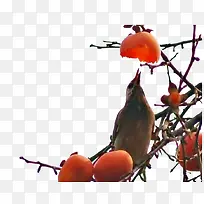 枝头的柿子素材图片-空若网 枝头的柿子素材图片-空若网