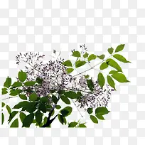 免抠素材树枝图片-空若网 免抠素材树枝图片-空若网