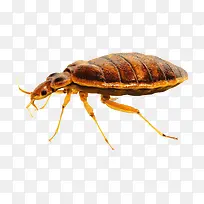 跳蚤昆虫-空若网 跳蚤昆虫-空若网