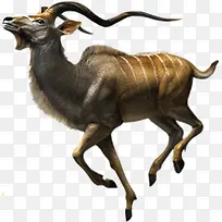 奔跑昂头带角动物-空若网 奔跑昂头带角动物-空若网