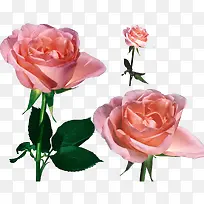 玫瑰素材-空若网 玫瑰素材-空若网