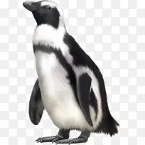 卡通小企鹅-空若网 卡通小企鹅-空若网