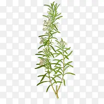 �ֻ濪�������������Ե���廭��-������