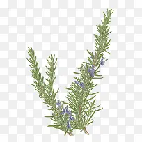 手绘清新新鲜开花的迷迭香植物免-空若网 手绘清新新鲜开花的迷迭香植物免-空若网