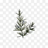 手绘复古开花的迷迭香香料插画免-空若网 手绘复古开花的迷迭香香料插画免-空若网