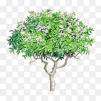 开花的枇杷树-空若网 开花的枇杷树-空若网