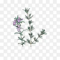 手绘两枝开花的迷迭香插画免抠-空若网 手绘两枝开花的迷迭香插画免抠-空若网